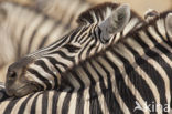 Zebra (Equus spp)