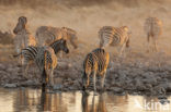 Zebra (Equus spp)