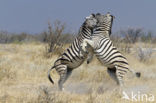 Zebra (Equus spp)