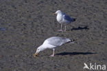 Zilvermeeuw (Larus argentatus)