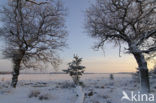 Zomereik (Quercus robur)