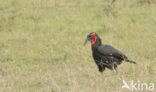 Southern Ground Hornbill (Bucorvus cafer