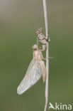 Zuidelijke oeverlibel (Orthetrum brunneum) 