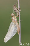 Zuidelijke oeverlibel (Orthetrum brunneum) 