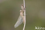 Zuidelijke oeverlibel (Orthetrum brunneum) 