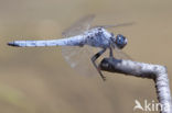 Zuidelijke oeverlibel (Orthetrum brunneum) 