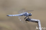 Zuidelijke oeverlibel (Orthetrum brunneum) 