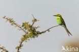 Swallow-tailed Bee-eater (Merops hirundineus)