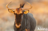 black wildebeest