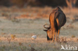 black wildebeest