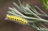 December Moth (Poecilocampa populi)