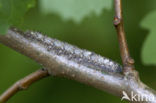 Zwarte herfstspinner (Poecilocampa populi)
