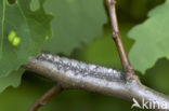 Zwarte herfstspinner (Poecilocampa populi)