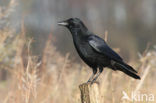 Zwarte Kraai (Corvus corone)