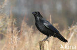 Zwarte Kraai (Corvus corone)