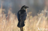 Zwarte Kraai (Corvus corone)