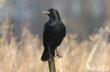 Zwarte Kraai (Corvus corone)