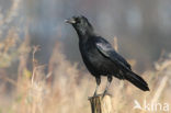 Zwarte Kraai (Corvus corone)