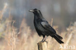 Zwarte Kraai (Corvus corone)