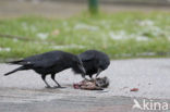 Carrion Crow (Corvus corone)