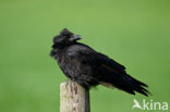 Zwarte Kraai (Corvus corone)