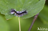 Zwarte l vlinder (Arctornis l-nigrum)