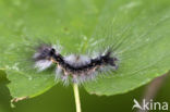 Emperor Moth (Arctornis l-nigrum)