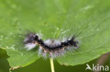 Emperor Moth (Arctornis l-nigrum)