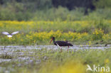 Zwarte Ooievaar (Ciconia nigra)