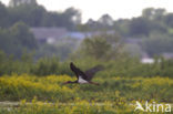 Zwarte Ooievaar (Ciconia nigra)