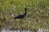 Zwarte Ooievaar (Ciconia nigra)