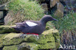 Black Guillemot