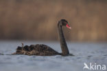 Zwarte Zwaan (Cygnus atratus)