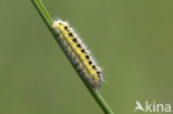 Zygaena ephialtes