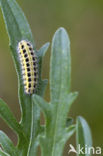 Zygaena ephialtes