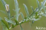 Zygaena ephialtes