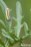 Zygaena ephialtes