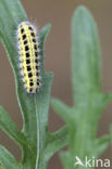 Zygaena ephialtes