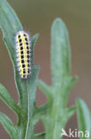 Zygaena ephialtes