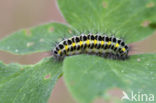 Zygaena lonicerae