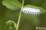 Zygaena minos