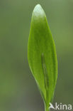 Addertong (Ophioglossum vulgatum)