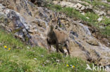 Alpen Steenbok (Capra ibex)