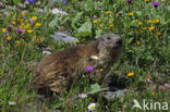 Alpine Marmot (Marmota marmota)