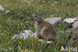 Alpine Marmot (Marmota marmota)