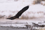 American bald eagle (Haliaeetus leucocephalus)
