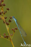 Azuurwaterjuffer (Coenagrion puella)