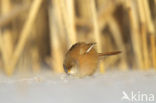 Bearded Reedling (Panurus biarmicus)