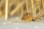 Bearded Reedling (Panurus biarmicus)