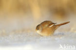 Bearded Reedling (Panurus biarmicus)